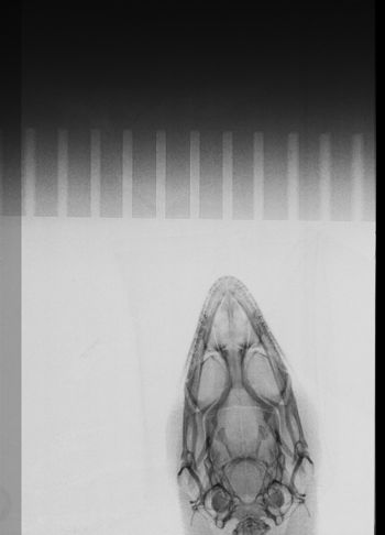 Media type: image;   Herpetology R-81060